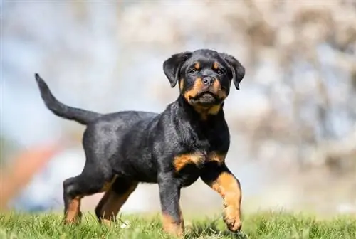 16 uger gammel rottweiler