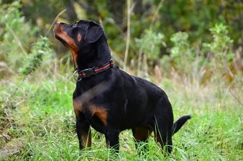 6 kuukauden ikäinen rottweiler