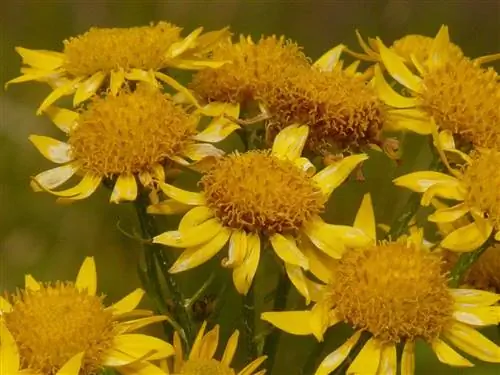 tumbuhan arnica