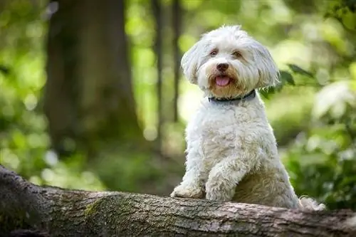 Havanese