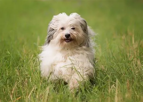 De combien d'exercice un bichon havanais a-t-il besoin ? Faits examinés par le vétérinaire & FAQ