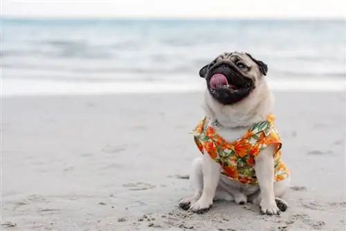 anjing pug berbaju di pantai