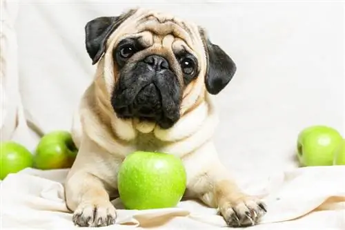 Pug met groene appels