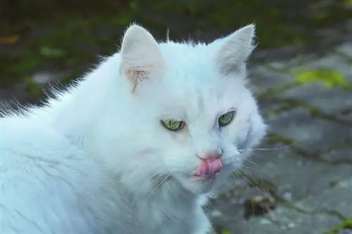 kucing putih menjilat bibirnya di luar rumah