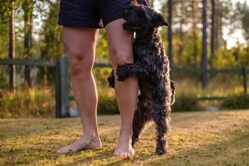 Dvärgschnauzerhund humping