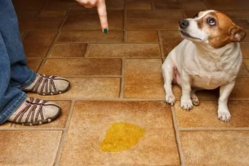 perro orinando en casa