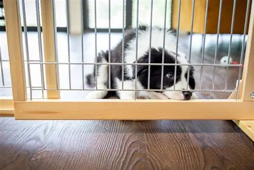 Puppy Border Collie