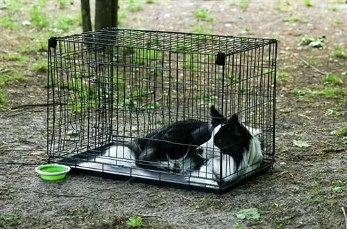 Border Collie Crate