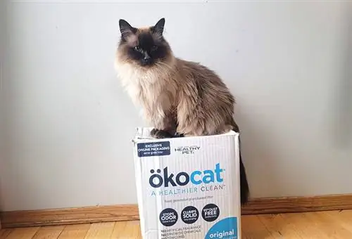 Белль сидит на оригинальном деревянном кошачьем туалете ökocat®