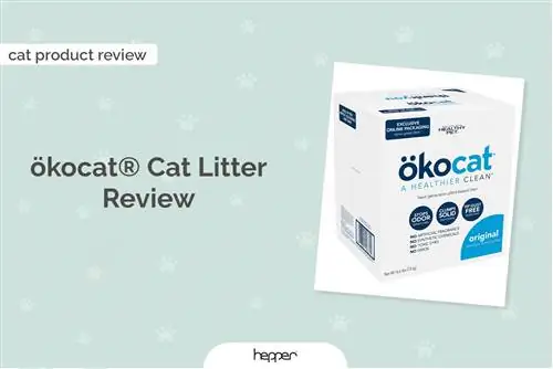 Recensione della lettiera per gatti in legno agglomerante originale ökocat® Premium 2023: l'opinione del nostro esperto