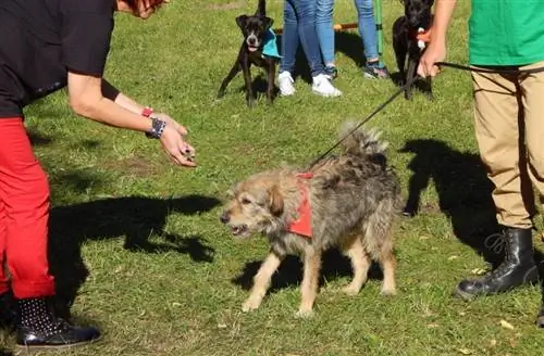 cães com donos no campo