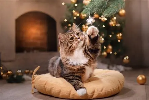 Feliz gato atigrado navidad jugando en la almohada