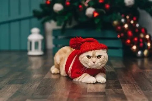 gato naranja en suéter navideño