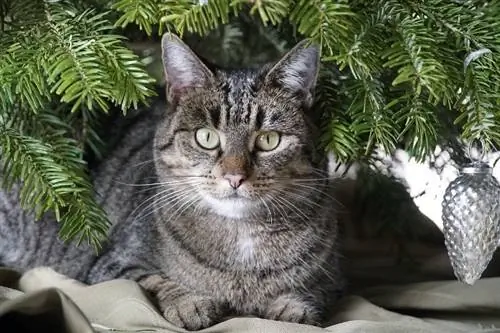 chat tigré sous un sapin de noël