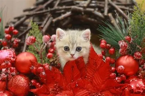 un chaton mignon dans les décorations de noël