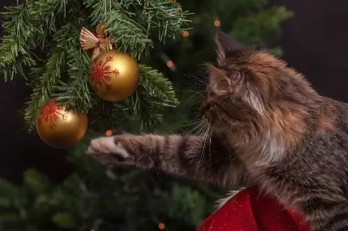 gato jugando con bolas de árbol de navidad