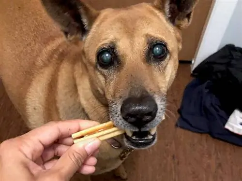 hund äter bark ljusa dental tugga