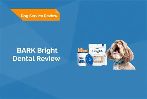 BARK Bright Dental Review 2023: نظر متخصص ما