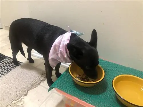 un chien noir aboie en train de manger une petite recette de poussin