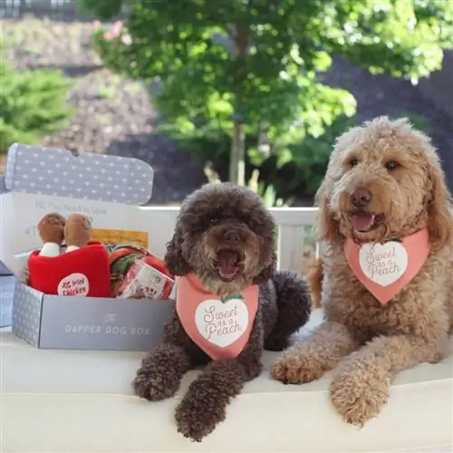 anjing dengan langganan The Dapper Dog Box mereka