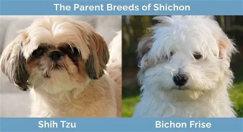 I genitori di Shichon