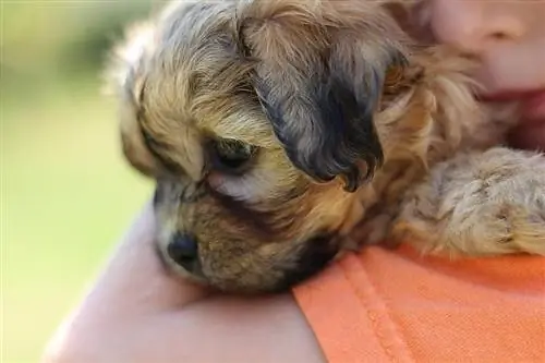 cucciolo di shichon