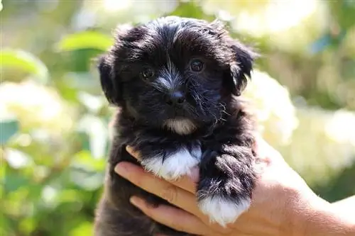 Shichon (Shih-Tzu & Bichon Frise Mix): información, imágenes, cachorros