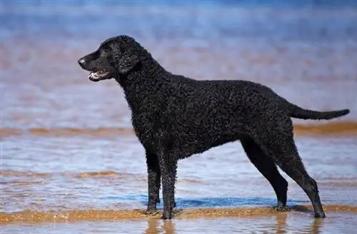 Retriever riccio-rivestito in riva al mare