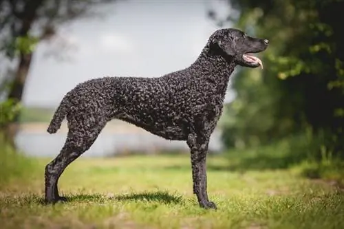 Cane da riporto con rivestimento riccio nero