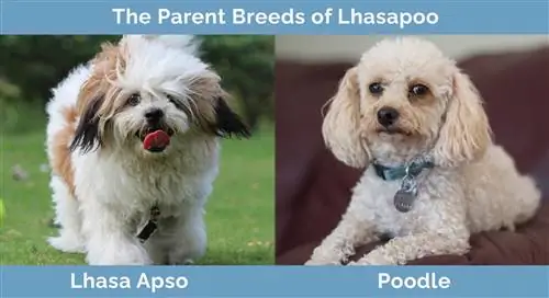 Los padres de Lhasapoo