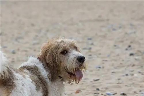 Grand Basset Griffon Vendéen bakıyor