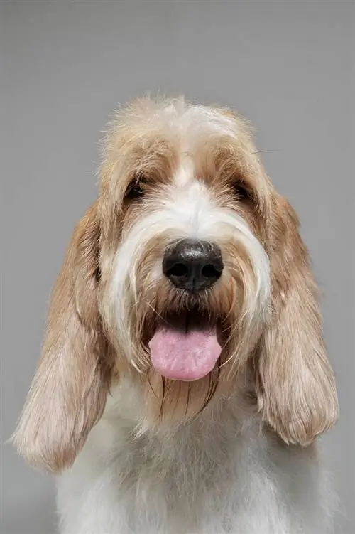 Grande Basset Griffon Vendéen