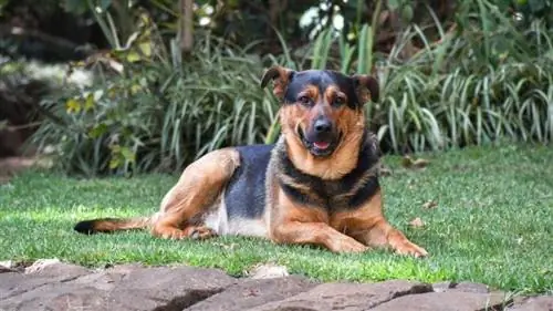 rottie pastýř