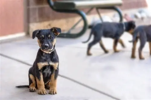 rottie hyrde hvalp