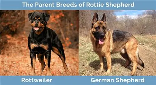 Foreldrene til Rottie Shepherd