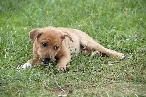 Shairn Terrier Shiba Inu Cairn Terrier mix catelus