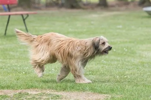 Pyreneisk hyrde - Hunderaseinformasjon: Bilder, egenskaper & Fakta