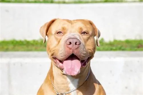 American Pitbull Terrier & Bullmastiff Mix: info, afbeeldingen, kenmerken & Feiten