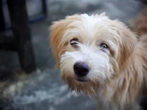 King Schnauzer gemengde ras hond