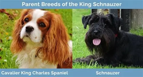 Ouerrasse van die King Schnauzer