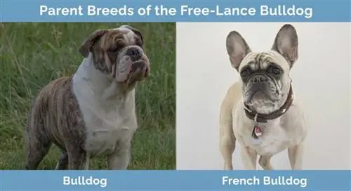 Ouderrassen van de Free-Lance Bulldog