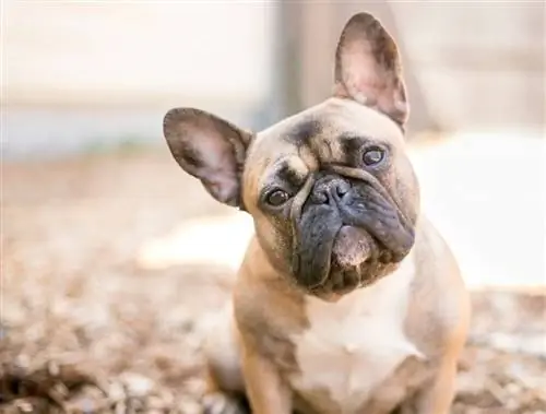 Free-lance Bulldog (Bulldog & French Bulldog Mix): kuvia, tietoja