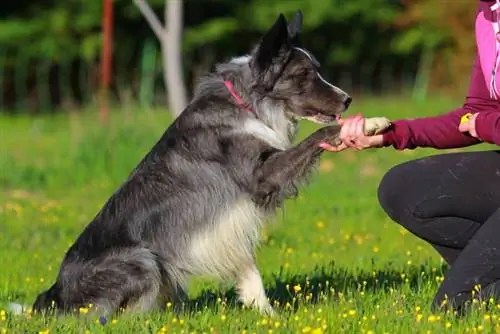 border collie com seu dono na grama