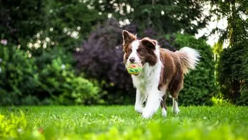 Løpende hund med ball