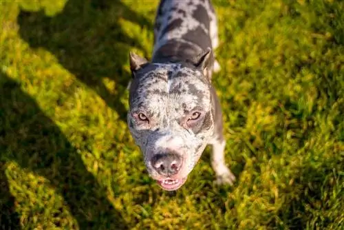 merle pitbulls skatās uz savu īpašnieku