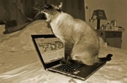 Gato aburrido con las noticias de Facebook