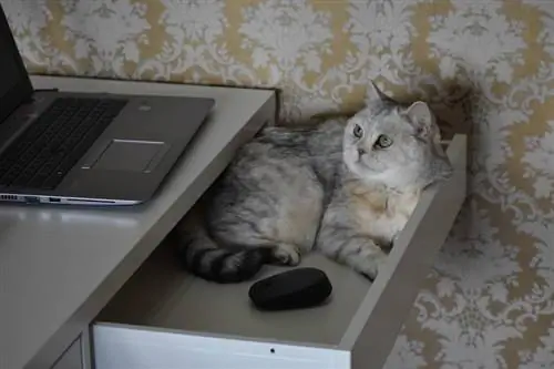 Katze in einem Schubladenschrank