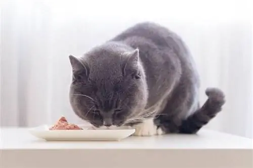 Zijn katten obligate carnivoren? Waarom je kat vlees nodig heeft, uitgelegd