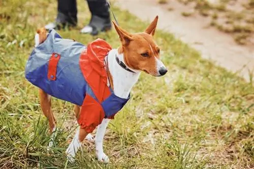 Basenji Beagle qarışıq cins it