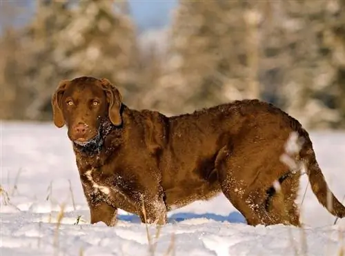 Chesapeake, zátoka, retrívr